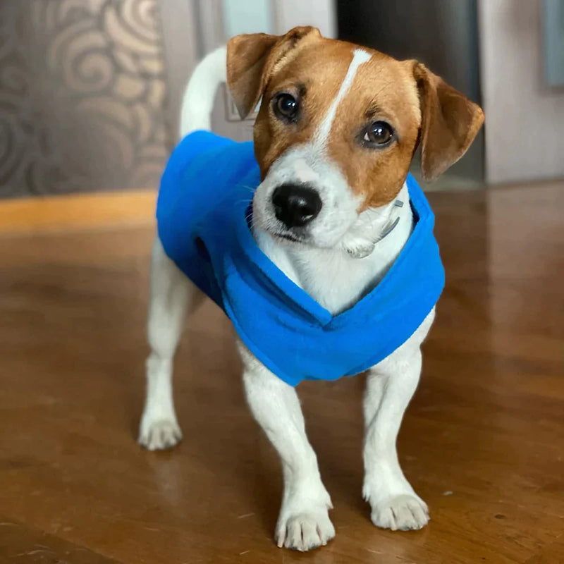 Roupinha para cães - Eu Pagaria